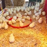 Профилактика болезней цыплят в домашних условиях