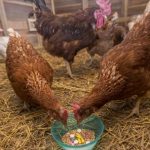 Антибиотики для цыплят в первые дни жизни