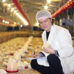 Блохи и вши у цыплят – лечение народными средствами и химическими препаратами