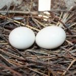 Высоколетные николаевские голуби — описание породы и разведение