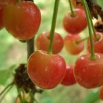 Как выбрать лучший самоплодный сорт черешни и вишни для Подмосковья описание и фото