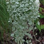 Ампельное растение дихондра разновидности с фото, выращивание дихондры — Изумрудный водопад — из