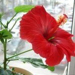 Выращивание гибискуса в домашних условиях виды, посадка и уход, фото роз