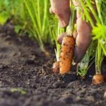 Как сеять морковь когда лучше сажать овощ, особенности правильного ухода и полива