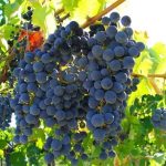 Выращивание винограда в средней полосе России технология, советы для начинающих, уход, фото