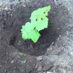 Как посадить виноград черенками особенности посадки в грунт и в домашних условиях