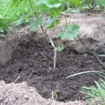Как посадить виноград когда правильно делать, особенности посадки осенью