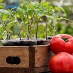 Как сажать помидоры на рассаду в 2018 году способы как правильно делать, уход в домашних условиях,