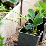 Как вырастить клубнику на балконе выбор сорта для выращивания в домашних условиях