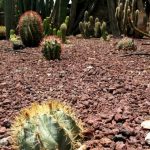Астрофитум — виды кактуса с фото, выращивание и уход за комнатным растением