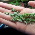 Как размножать каланхоэ в домашних условиях нюансы размножения растения листом, черенками, семенами