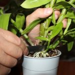 Выращивание орхидеи в домашних условиях как лучше рассадить, основные способы и фото