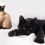 Снятся кошки к чему — приснилась кошка черная и белая сонник