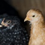 Что такое пуллороз у цыплят и какие существуют методы его лечения