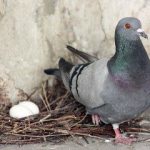 Простые советы по выращиванию, разведению и спариванию голубей