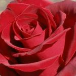 Роза блэк мэджик описание чайно-гибридного сорта и награды на конкурсах, уход за розой в теплое