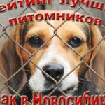 Рейтинг лучших питомников собак в Новосибирске на 2019 год