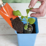 Посадка петунии в торфяные таблетки особенности посева семени, как посадить растение