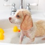 Обзор лучших шампуней для собак виды, состав, достоинства и недостатки