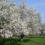 Цветение вишни почему не цветет и не плодоносит