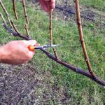 Проращивание черенков винограда хранение зимой и способы прорастить в домашних условиях, видео