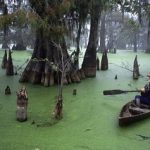 Болото манчак — уникальная экосистема Луизианы