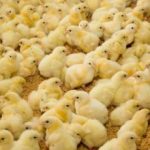 Витамины для цыплят в первые дни жизни