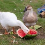 Как и чем кормить гусей в домашних условиях