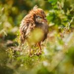 Ларинготрахеит у цыплят – лечение и симптоматика болезни