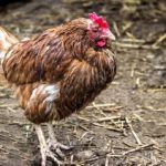 Воспаление и выпадение яйцевода у кур – лечение и меры профилактики