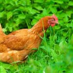 Как избавиться от куриных блох в курятнике средства и препараты
