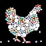 Как и чем лечить насморк у курицы Ветеринарные преператы и народные методы