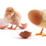 Инкубация индюшиных яиц в домашних условиях правила и ошибки