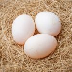 Высиживание яиц индюшками периоды кладки, сроки выведения птенцов