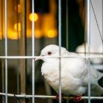 Инфекционные и неинфекционные болезни голубей и их лечение