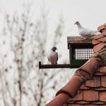 Как самому сделать голубятню, кормушку и питомник для птиц