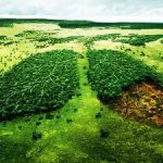 Вырубка лесов — экологическая проблема всего человечества