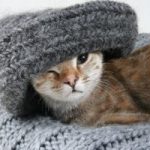 Что можно связать из кошачьей шерсти шарф, свитер, пояс