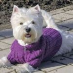 Как связать собаке свитер спицами (для начинающих) особенности вязания свитерка для собачки на
