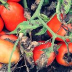 Гниют помидоры на кусте – что делать дачнику