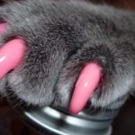 Как клеить ногти кошке (антицарапки) инструкция, плюсы и минусы, рейтинг накладок
