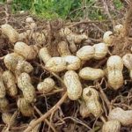 Выращивание арахиса в России как растет земляной орех, полезные свойства и фото бобов