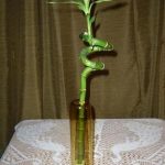 Бамбук — посадка, размножение и уход в домашних условиях, фото