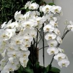 Белые орхидеи фото, описание растения и уход за ним в домашних условиях