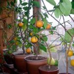Как выращивать комнатные лимоны виды, выращивание и уход в домашних условиях, болезни и вредители