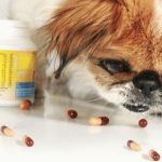 Как выбрать витамины для собак взрослых, пожилых, мелких и крупных пород
