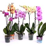 Как правильно ухаживать за орхидеей в домашних условиях