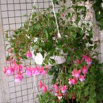 Выращивание ампельной фуксии описание, размножение и уход, фото цветов