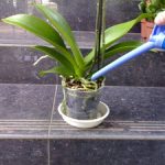 Как правильно поливать орхидею фаленопсис в домашних условиях