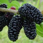 Виды шелковицы полезные свойства ягод тутовника и противопоказания к применению, рецепты народной